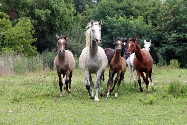 Grupo de caballos árabes galopando en un hermoso entorno natural — Foto de Stock
