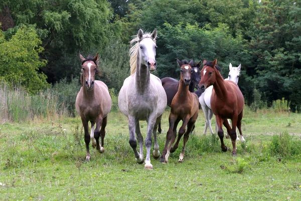 Mandria di cavalli che attraversano il prato d'estate — Foto Stock