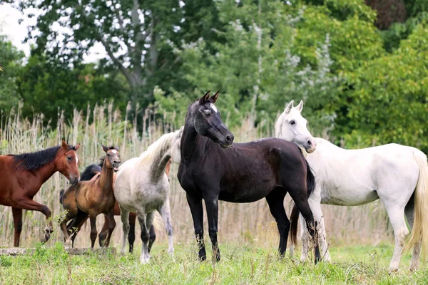 Grupo de caballos árabes galopando en un hermoso entorno natural — Foto de Stock