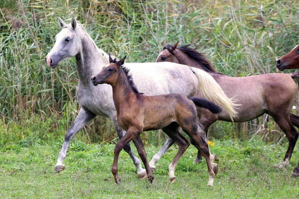 Grupo de caballos árabes galopando en un hermoso entorno natural — Foto de Stock