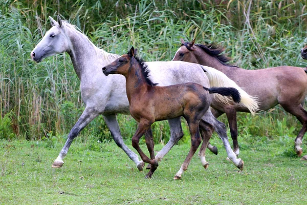 Pferdeherde läuft sommerlich über die Weide — Stockfoto