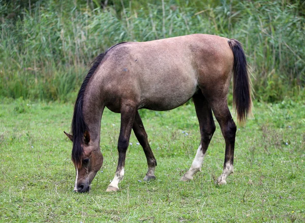 Pretty foal grazing on meadow — Stock Photo, Image