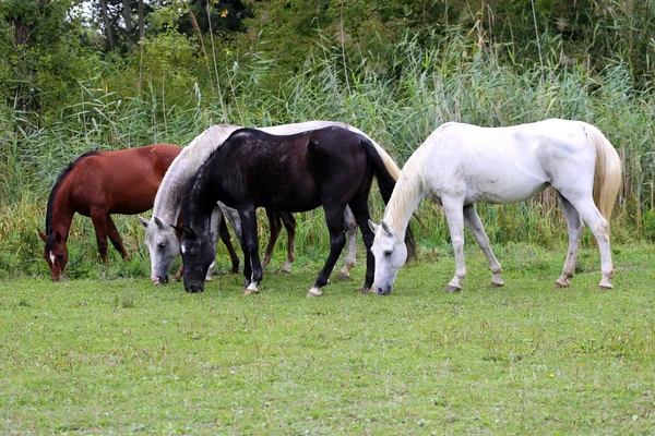 Vacker renrasig arabiska hästar betar på betesmark sommartid — Stockfoto