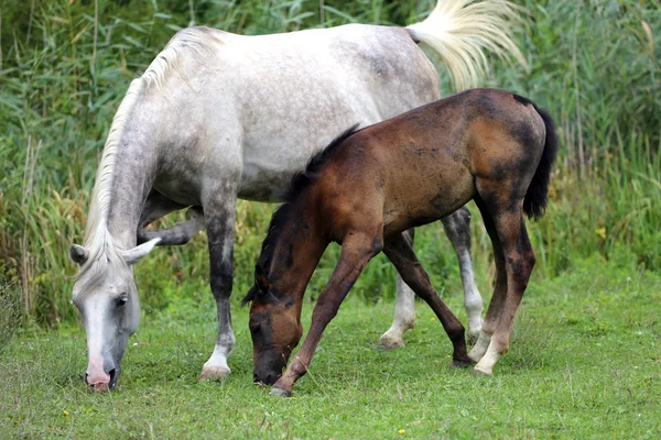 Little foal with her mother — Stock Photo, Image