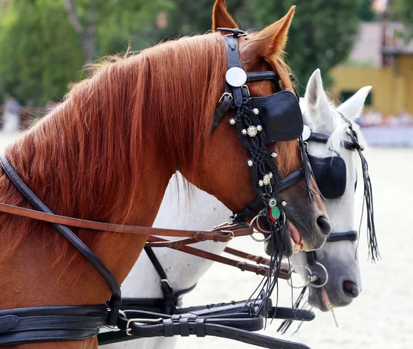 Grupo de caballos remolcando un carruaje de verano —  Fotos de Stock