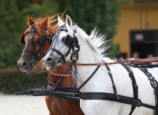 Chevaux galopant dans de beaux pièges en cuir — Photo