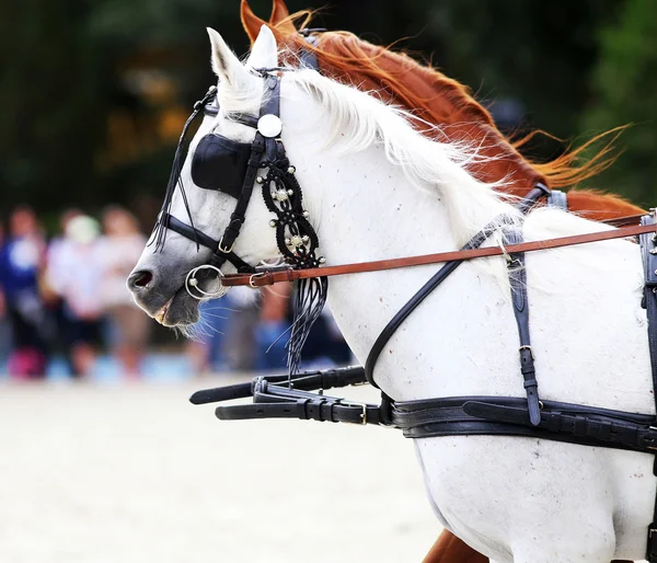 Grupo de caballos remolcando un carruaje de verano —  Fotos de Stock