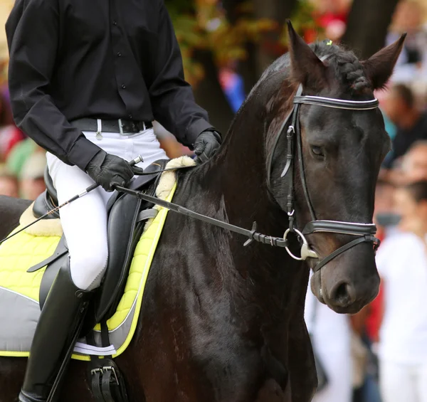 Reiterin reitet auf schwarzem Friesen-Dressurpferd — Stockfoto