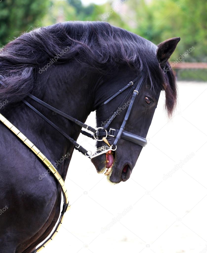 Side view portrait of beautiful friesian stallion
