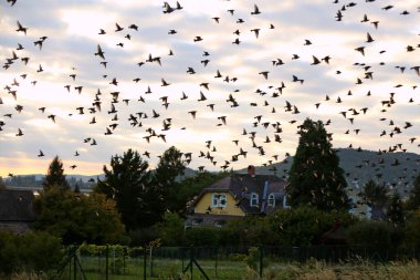 Balaton Gölü yakınlarındaki bir üzüm bağının üzerinde uçan sığırcık sürüsü. Gün batımında büyük bir kütle halinde uçan sığırcık sürüsü. 