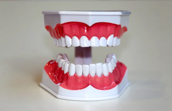Modelo anatómico de los dientes como fondo — Foto de Stock