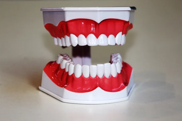 Anatomiczny model zębów — Zdjęcie stockowe