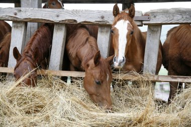 Safkan atlar saman kırsal sahne yeme