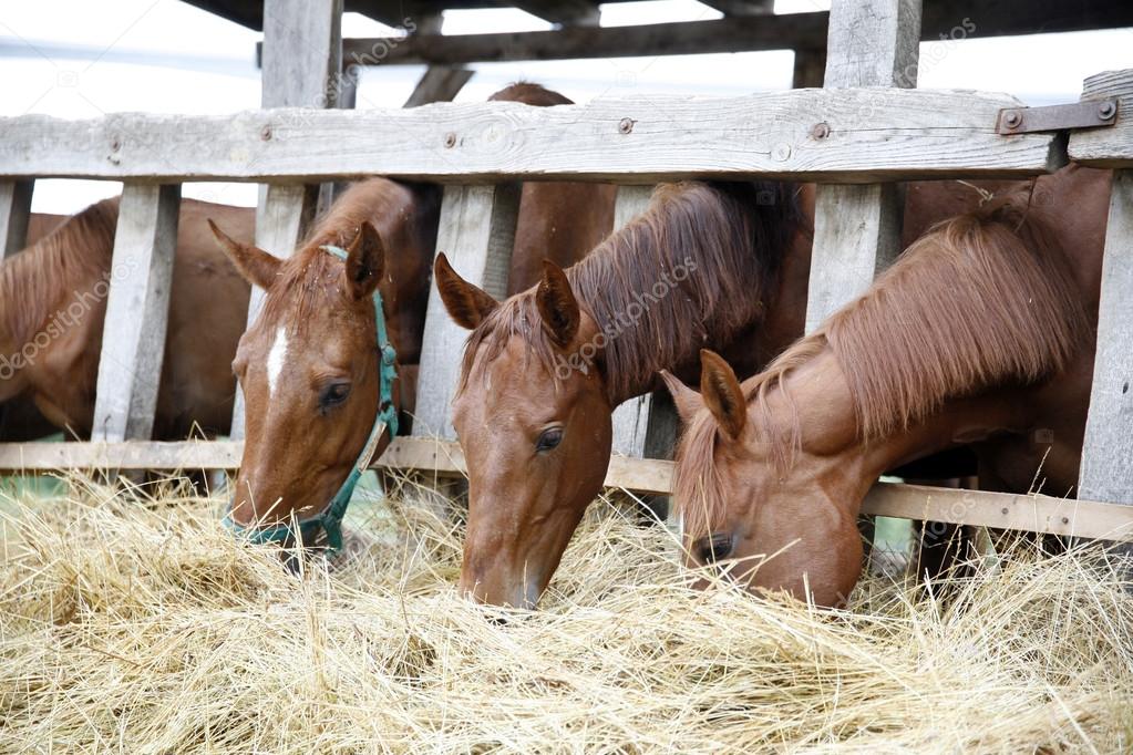 Thoroughbred horses in the paddock eating dry grass