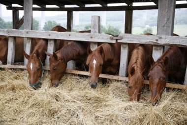 Ahırda saman yemek safkan yaşındaki atlar
