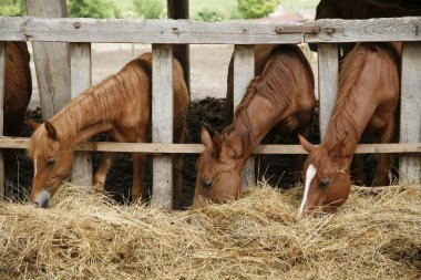 Genç atları kuru saman yemek sürüsü