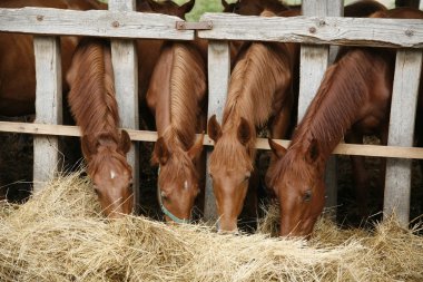 Güzel bir at çiftliği kırsal sahne üzerinde yemek taze saman foals