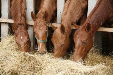 Genç safkan at çiftliği paylaşım hay foals