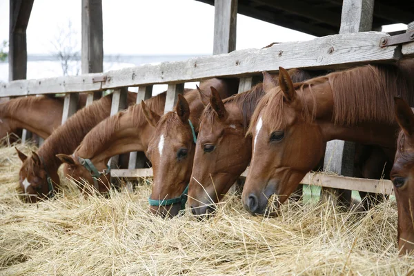 Reinrassige Pferde mit gesenktem Kopf fressen Heu — Stockfoto