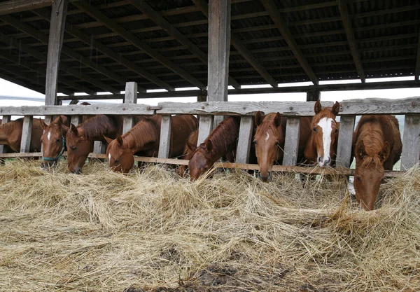 Cavalos jovens comendo feno no estábulo — Fotografia de Stock