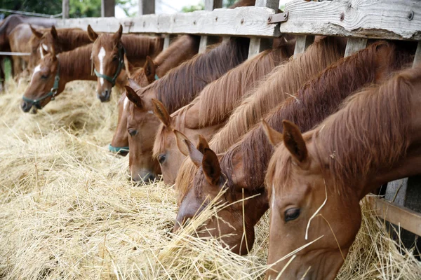 Cavalos de raça pura comendo feno fresco entre as barras de uma velha madeira — Fotografia de Stock