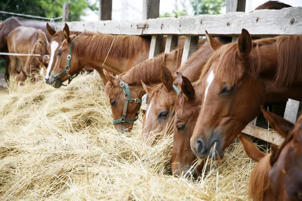 Ретельно розпліджені коні в колоді їдять суху траву — стокове фото