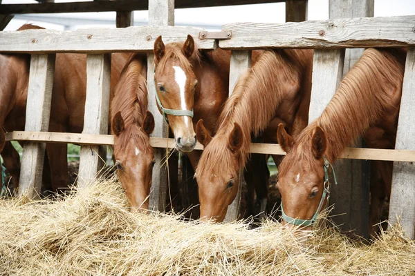 Belos cavalos jovens compartilhando feno na fazenda de cavalos — Fotografia de Stock