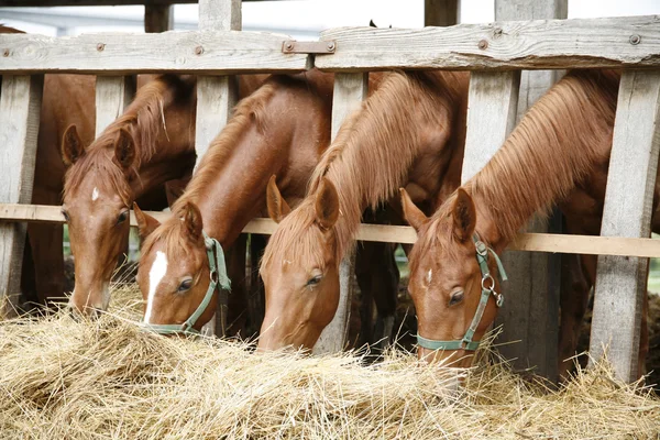 Cavalos de raça pura na paddock comendo grama seca — Fotografia de Stock