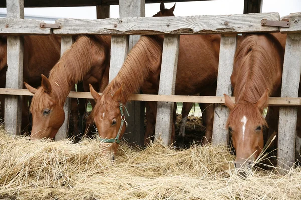 Чисті коні їдять свіжий сіно між брусками старого дерева — стокове фото