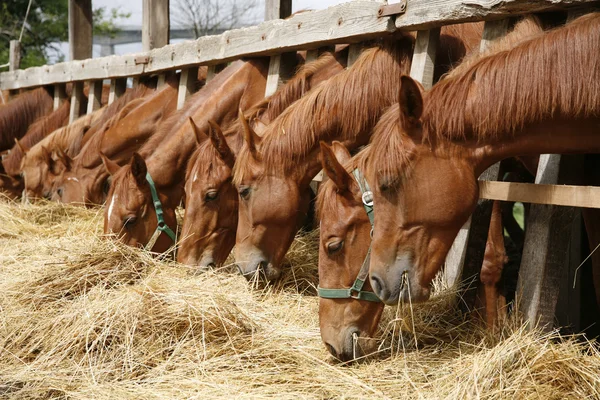 Caballos de pura raza comiendo heno fresco entre las rejas de un bosque viejo — Foto de Stock