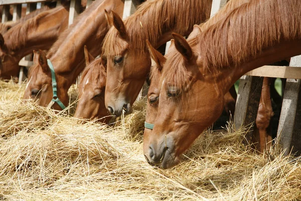 Cavalos de raça pura na paddock comendo grama seca — Fotografia de Stock