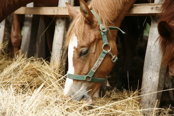Visão lateral tiro na cabeça de um jovem cavalo de pastagem — Fotografia de Stock