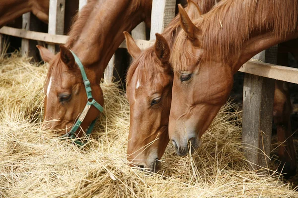 Retrato de visão lateral do grupo de cavalos pastando — Fotografia de Stock