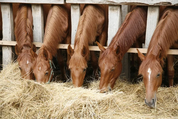 Καθαρόαιμων αλόγων στο paddock τρώει ξερά χόρτα — Φωτογραφία Αρχείου