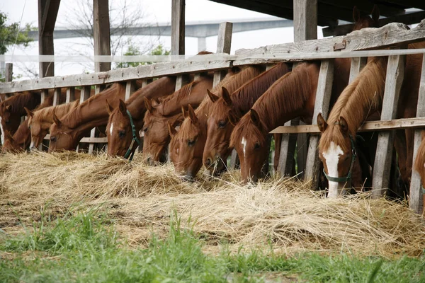 Anos comendo feno fresco em uma bela fazenda de cavalos verão — Fotografia de Stock