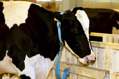 Bir holstein portresi be sığır