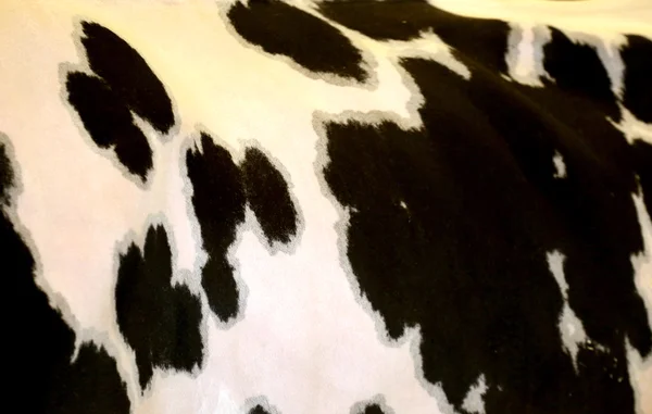 黑色和白色牛的皮肤 — 图库照片