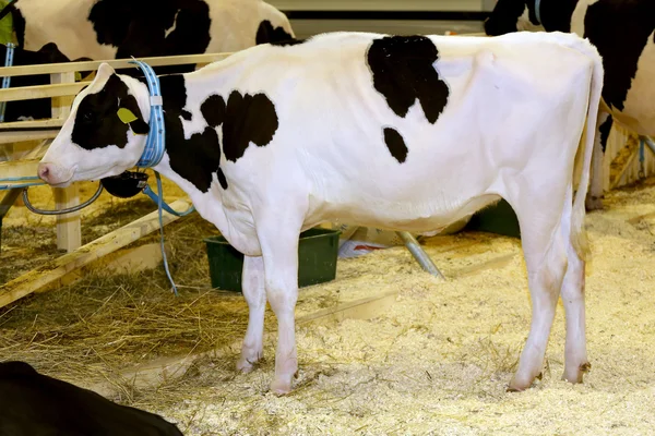 Holstein fríz szarvasmarha állt, az istállóban — Stock Fotó