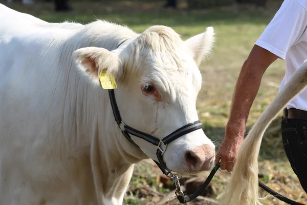 Fejlövés a szarvasmarha tehén — Stock Fotó