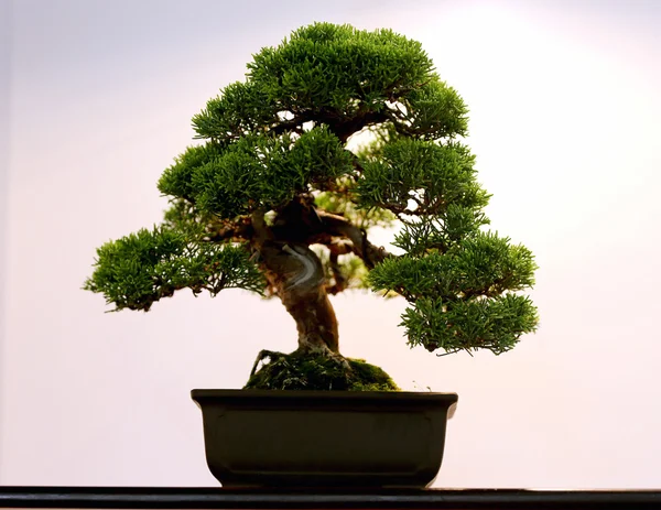 Árbol de bonsái en maceta artística — Foto de Stock