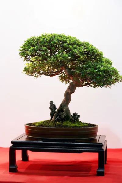 Pino bonsái contra una pared blanca — Foto de Stock