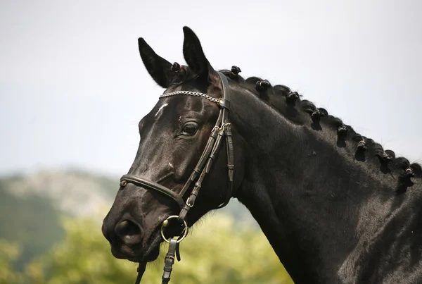 Sisi tampilan potret indah hitam berwarna kuda — Stok Foto