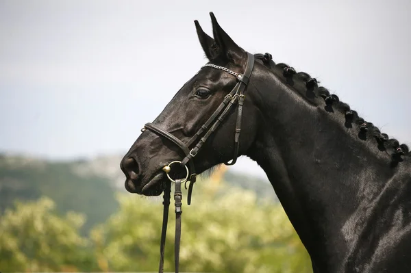 Tiro dianteiro de um cavalo jovem de cor preta puro — Fotografia de Stock