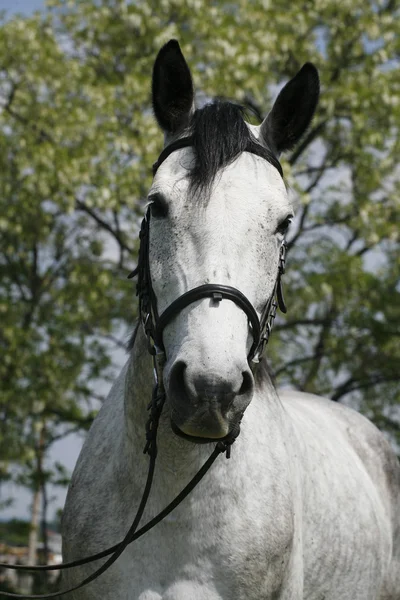 Ritratto faccia a faccia di un cavallo grigio di razza pura sullo sfondo naturale — Foto Stock