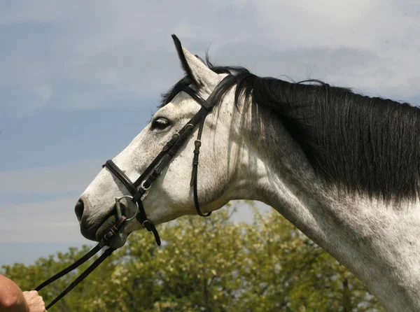 Kant weergave hoofd geschoten van een volbloed grijze mare — Stockfoto