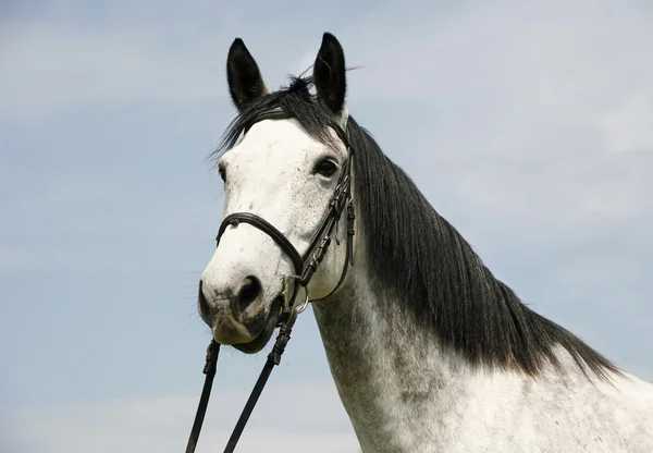 Cabeza de caballo gris manzana con arnés de cuero en corral de verano —  Fotos de Stock