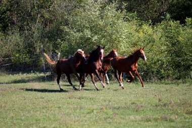 Safkan atlar ishal üstünde bir güneşli bir gün kırsal sahne çayır