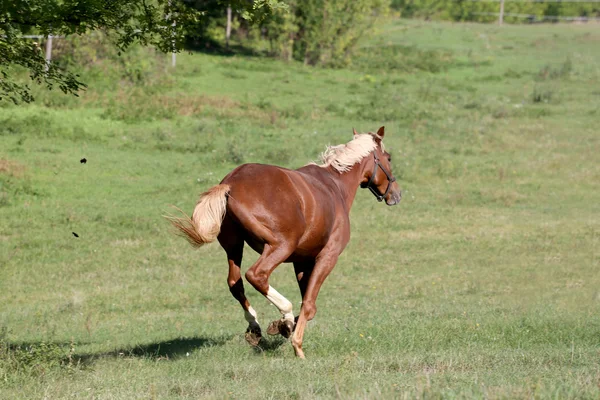 Beautiful young chestnut colored stallion galloping on pasture s — Stock Photo, Image
