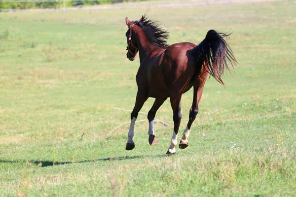 Чистая лошадь бежит по лугу в солнечный день. — стоковое фото