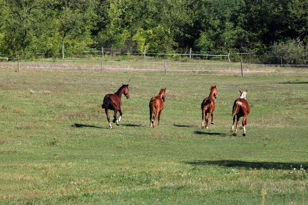 Telivér lovak fut a réten egy napsütéses napon — Stock Fotó